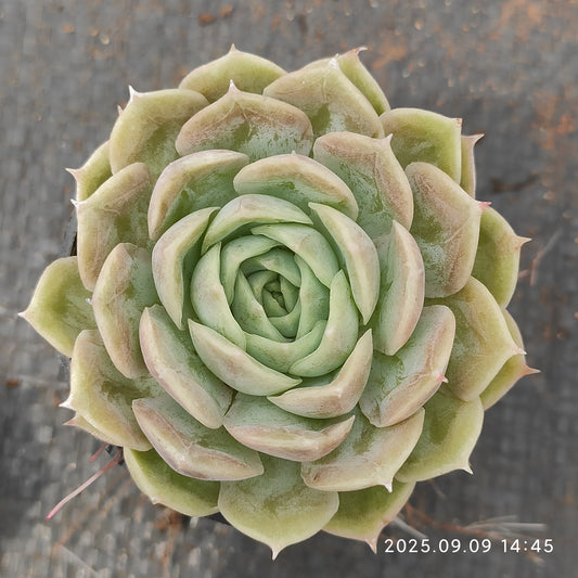 MMT683 オンスロー （5.5cm pot）