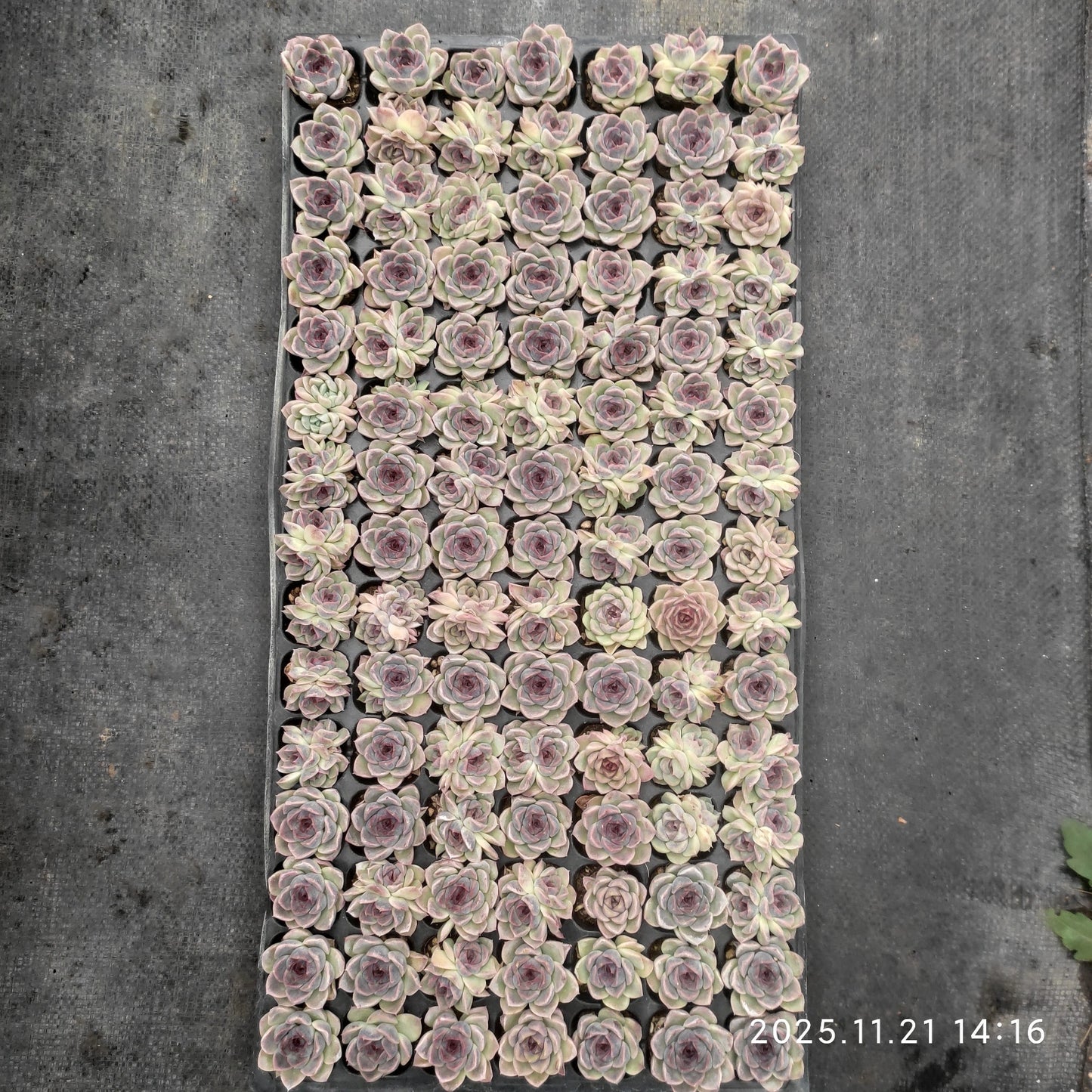 22144  ブラックローズ（3cm pot）（ポット苗）