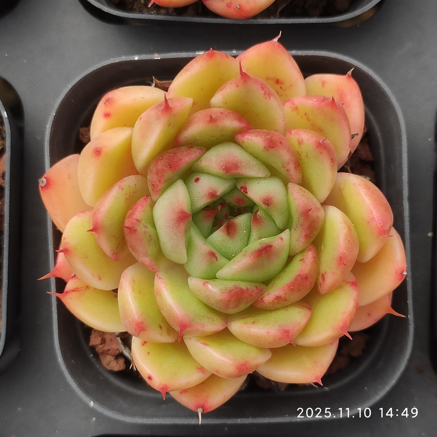 80556 シルバースノー（6.5cm pot）
