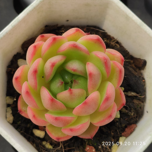 DQ140 クレバージェニー（6cm pot)