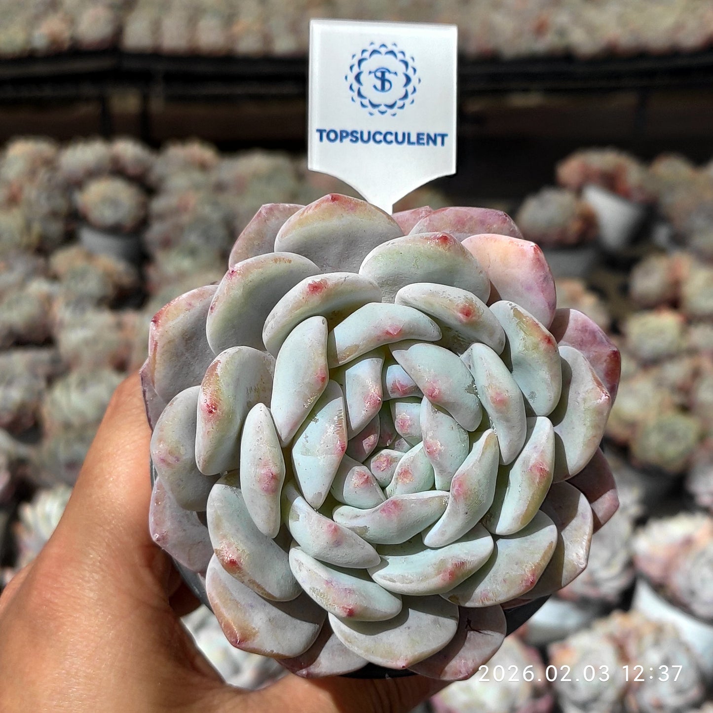 25647 オレンジモンロー