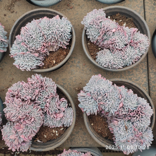 18891 ベゴニア綴化（12cm pot）