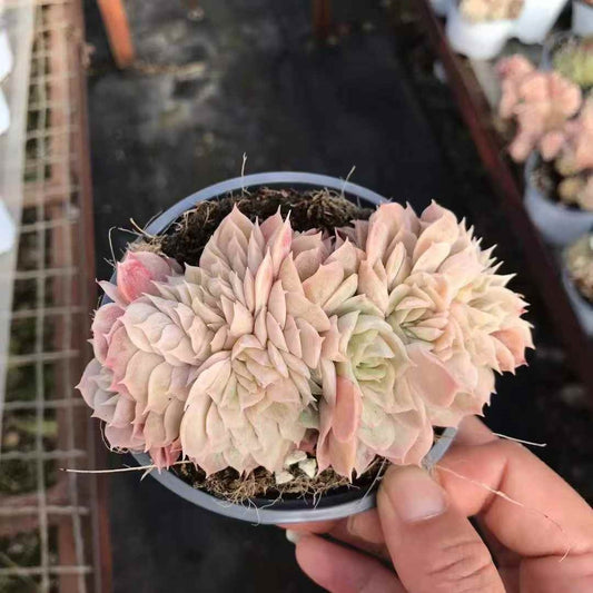 25795 オウンスロー綴化