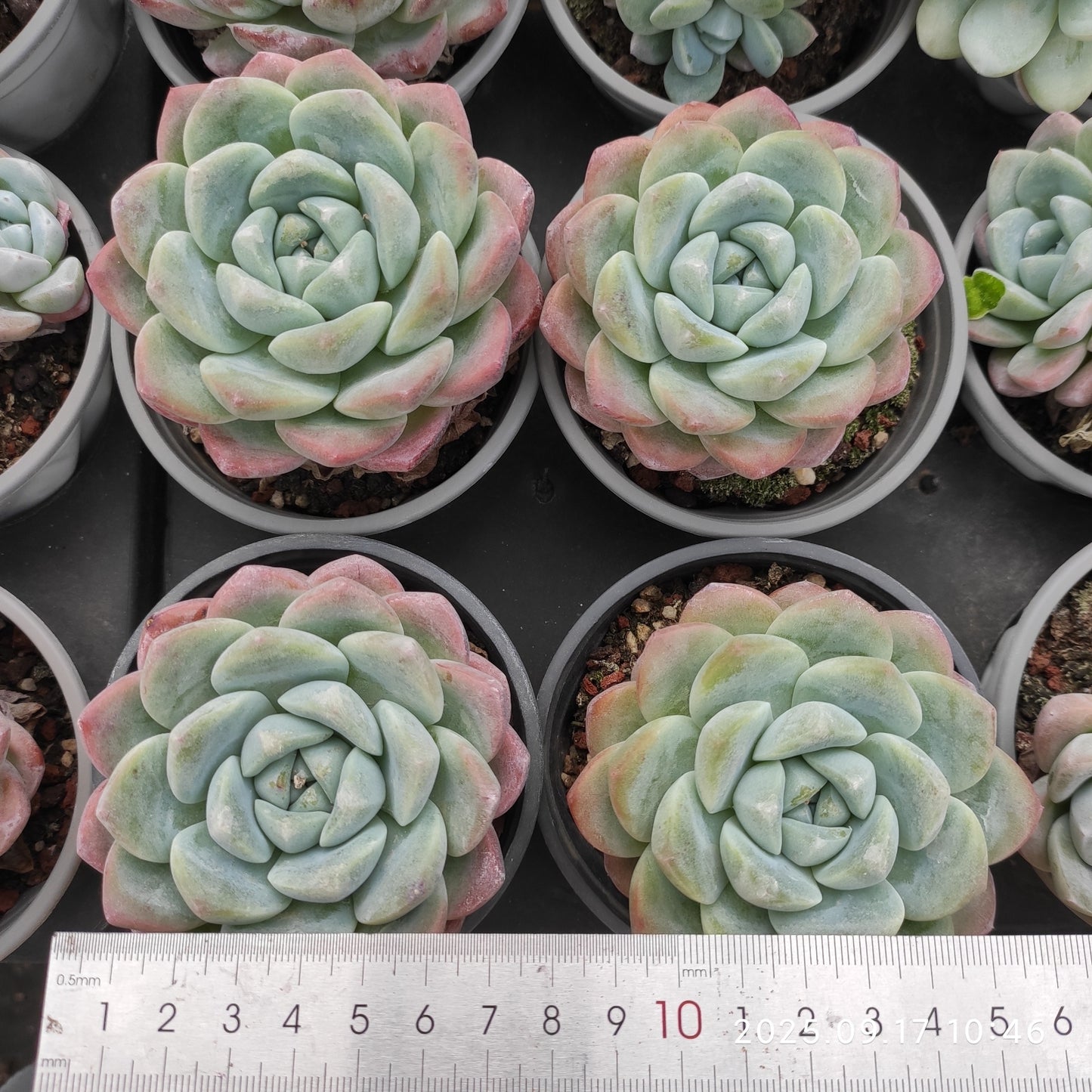 NGN548 アイスグリーン （9cm pot）