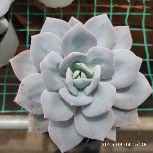 MMY1266 ミルクティー（12cm pot）