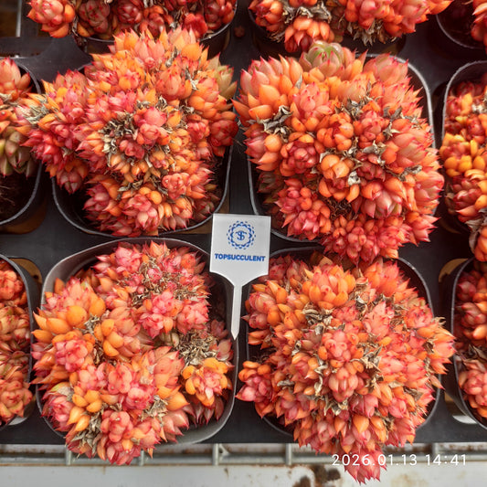 24669 レッドワインピーチ