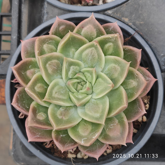 MMY1008 ドクター　ストレーンジ(9cm pot)