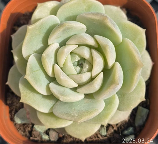 LYC179 シェリー （6.5cm pot）