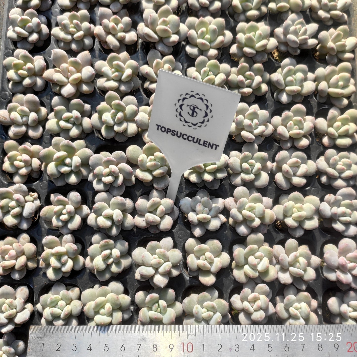 220581 オリジナルチーズ（3cm pot）（ポット苗）