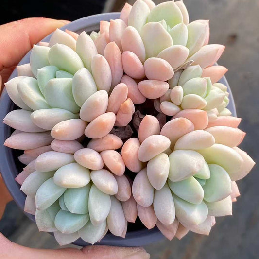 25739 ジェイドルイ