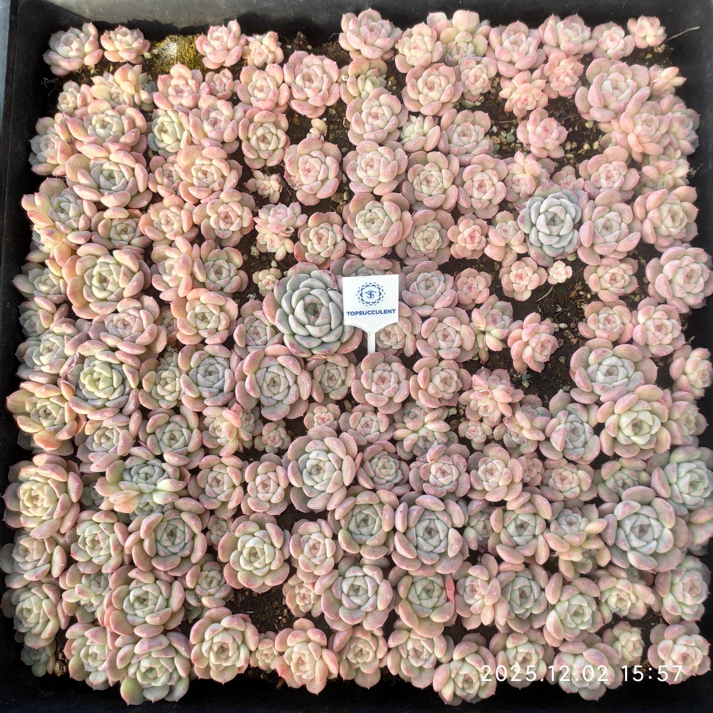 23056 モンローHyb（ポット苗）