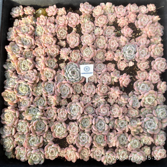 23056 モンローHyb（5cm pot）（ポット苗）