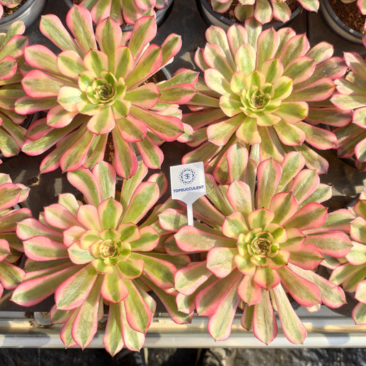 24632 アエオニウム　ホワイトムーンライト