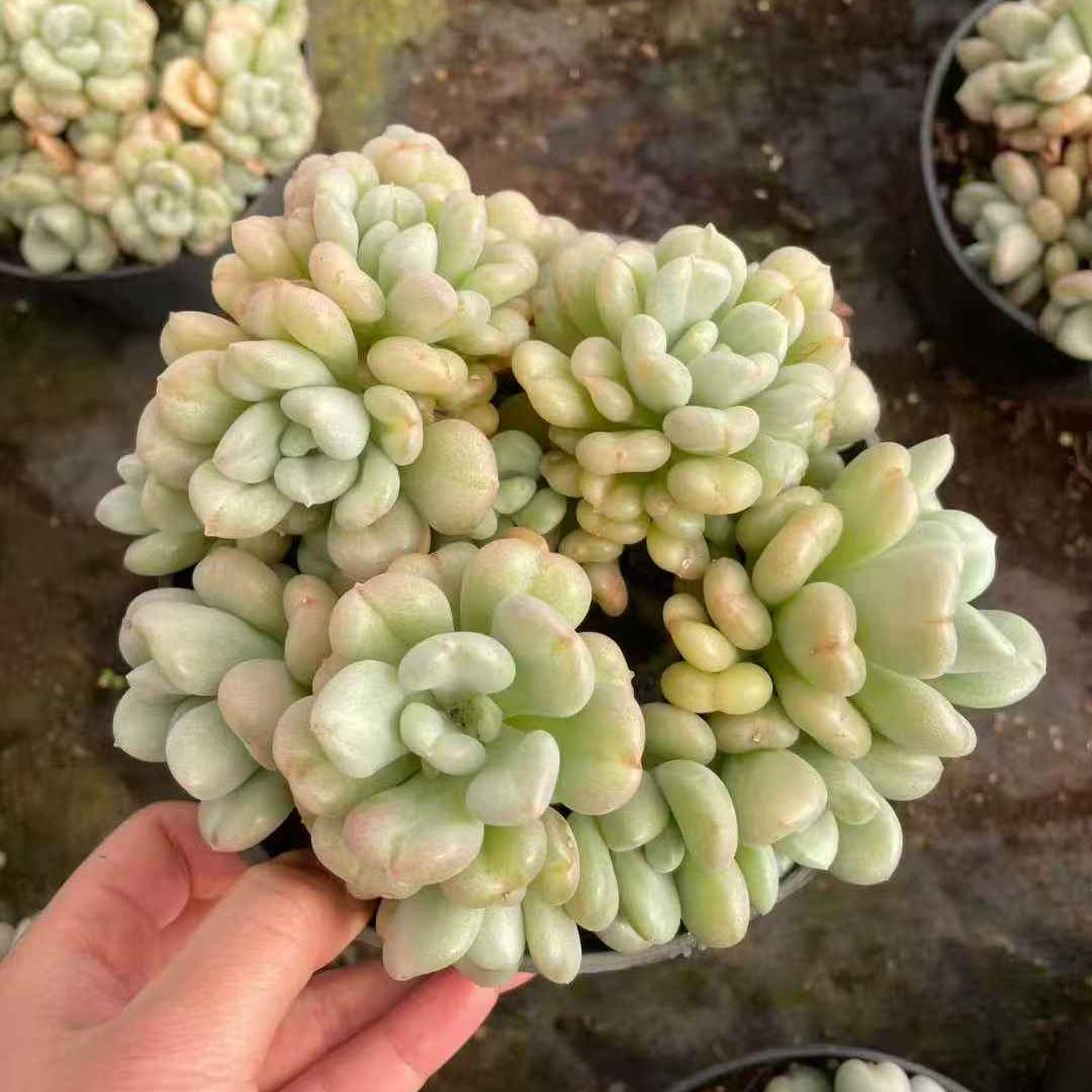 259771 ビルゲイツ