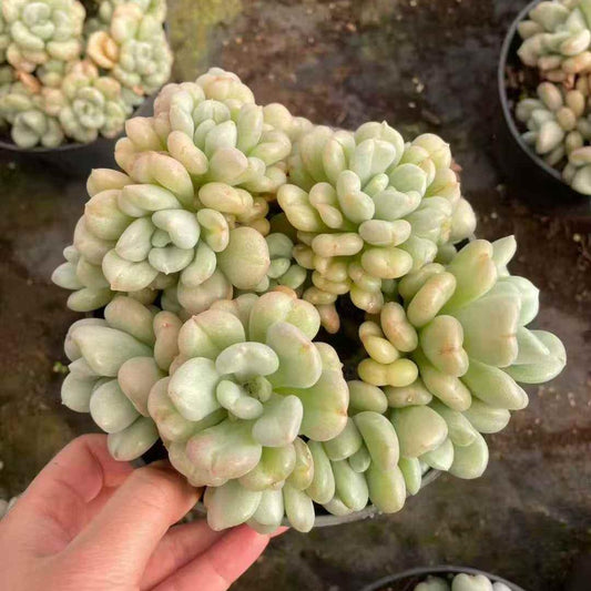 259771 ビルゲイツ