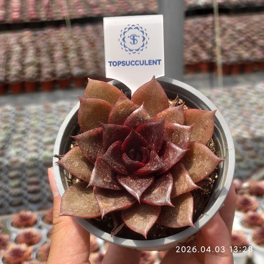 21958 レッドローズ