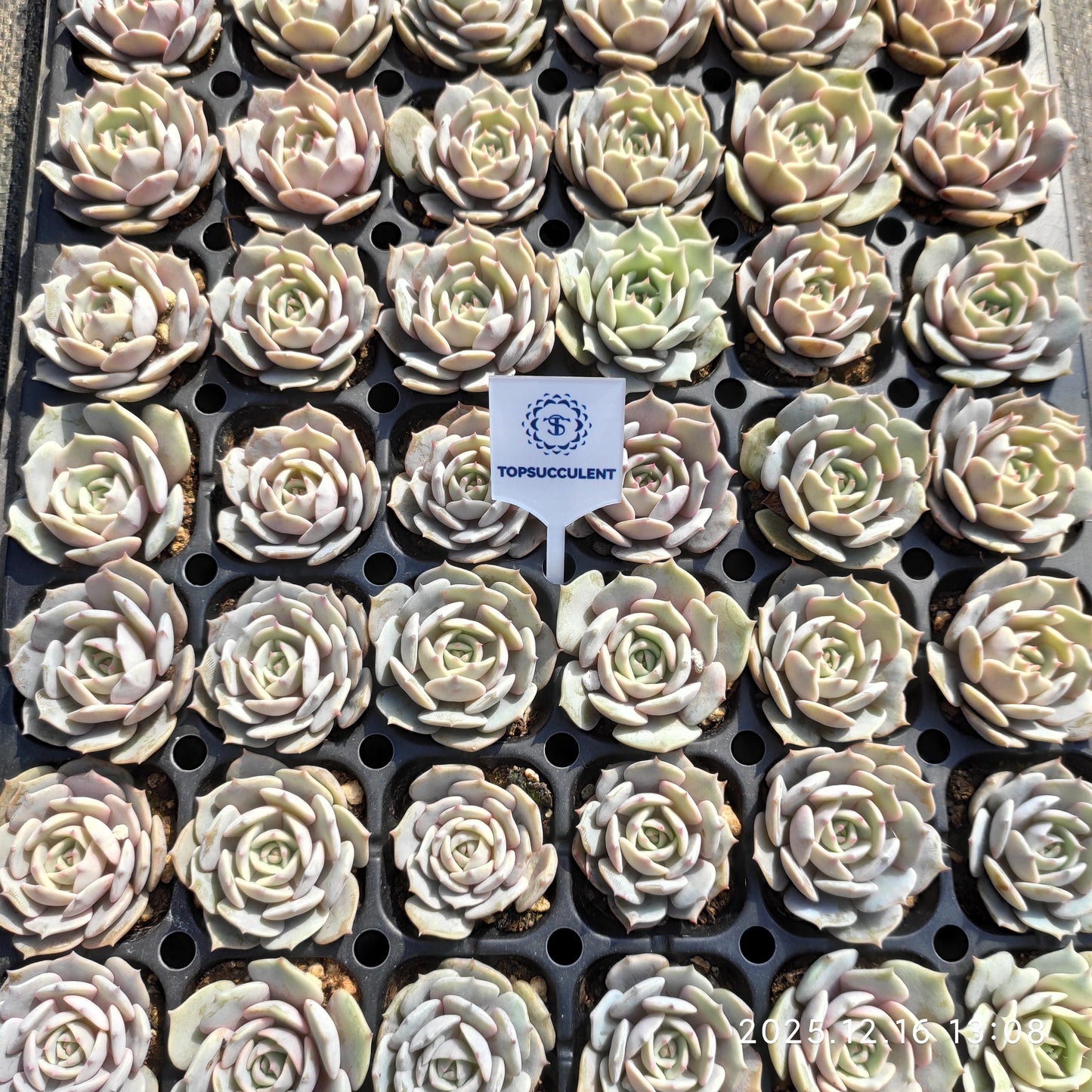 23704 ローラー（3cm pot）