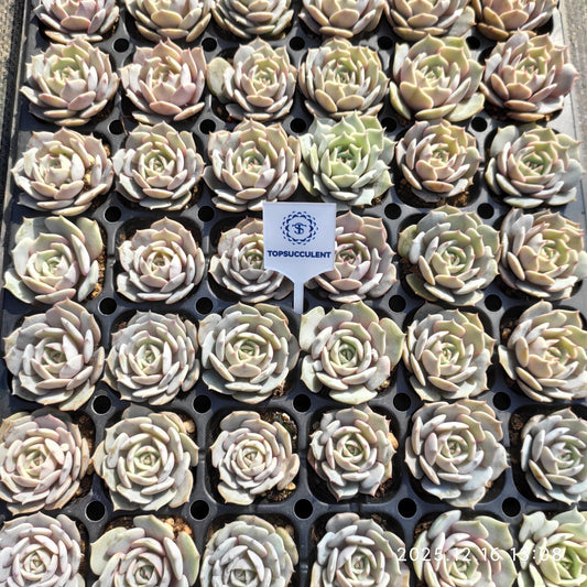 23704 ローラー（3cm pot）