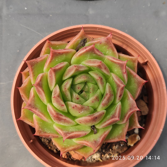 XY366 グリーンペッパー x アガボイデス（7cm pot）