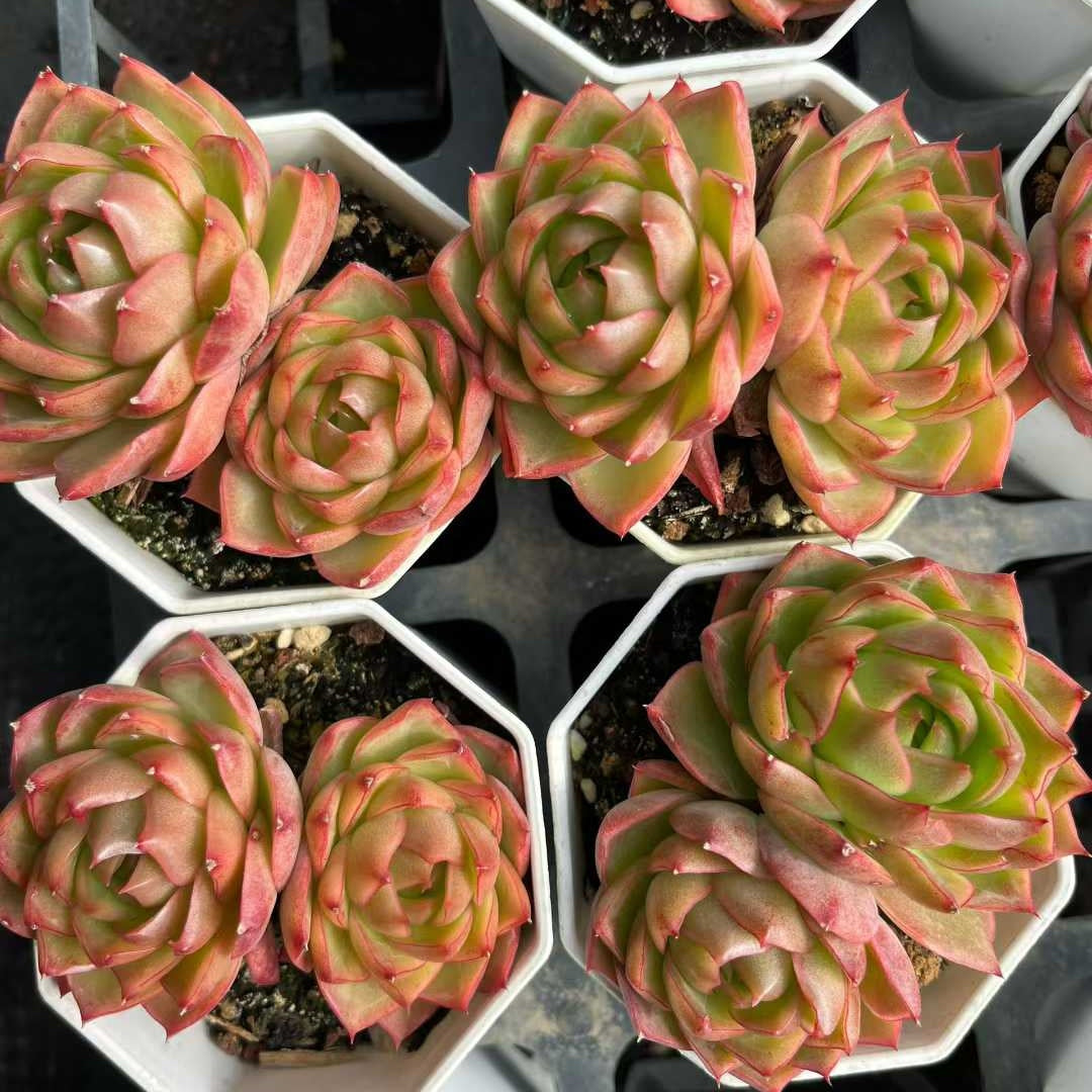 26183 ブルー・ムーン