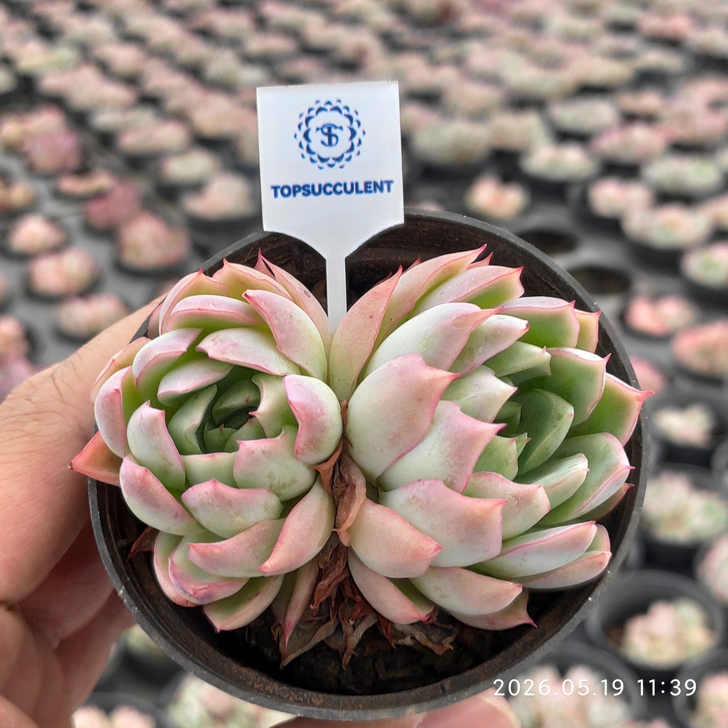 362476 ピンクメモリー