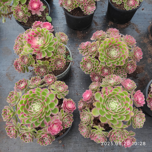 YF473 ピーコック　フェザーズ（25cm pot）
