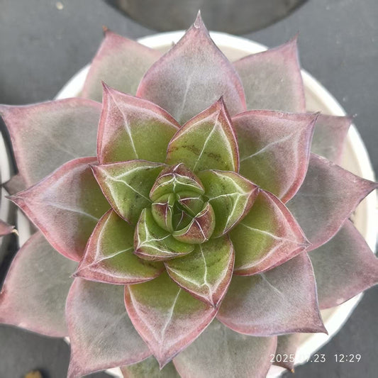 XL004 フラミンゴ（6cm pot）