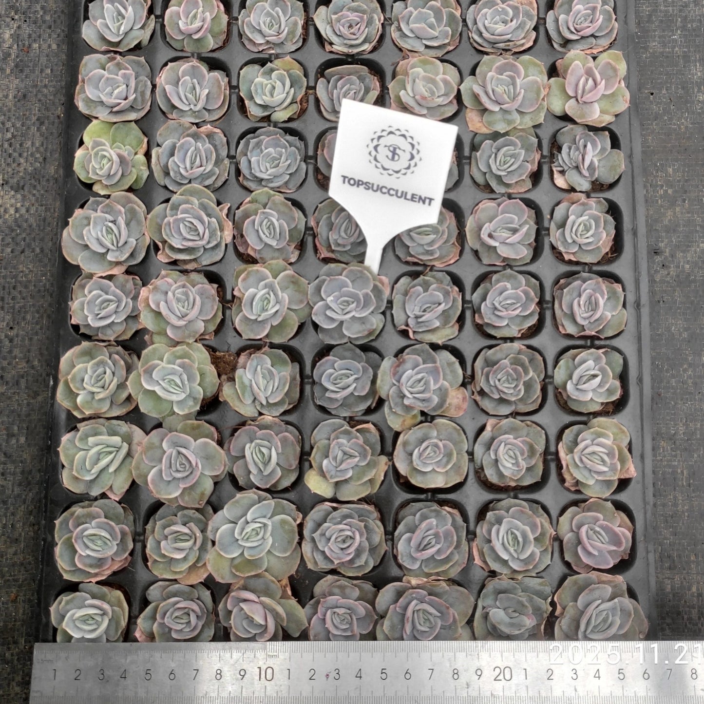 21747  ブルーサプライズ（3cm pot）（ポット苗）