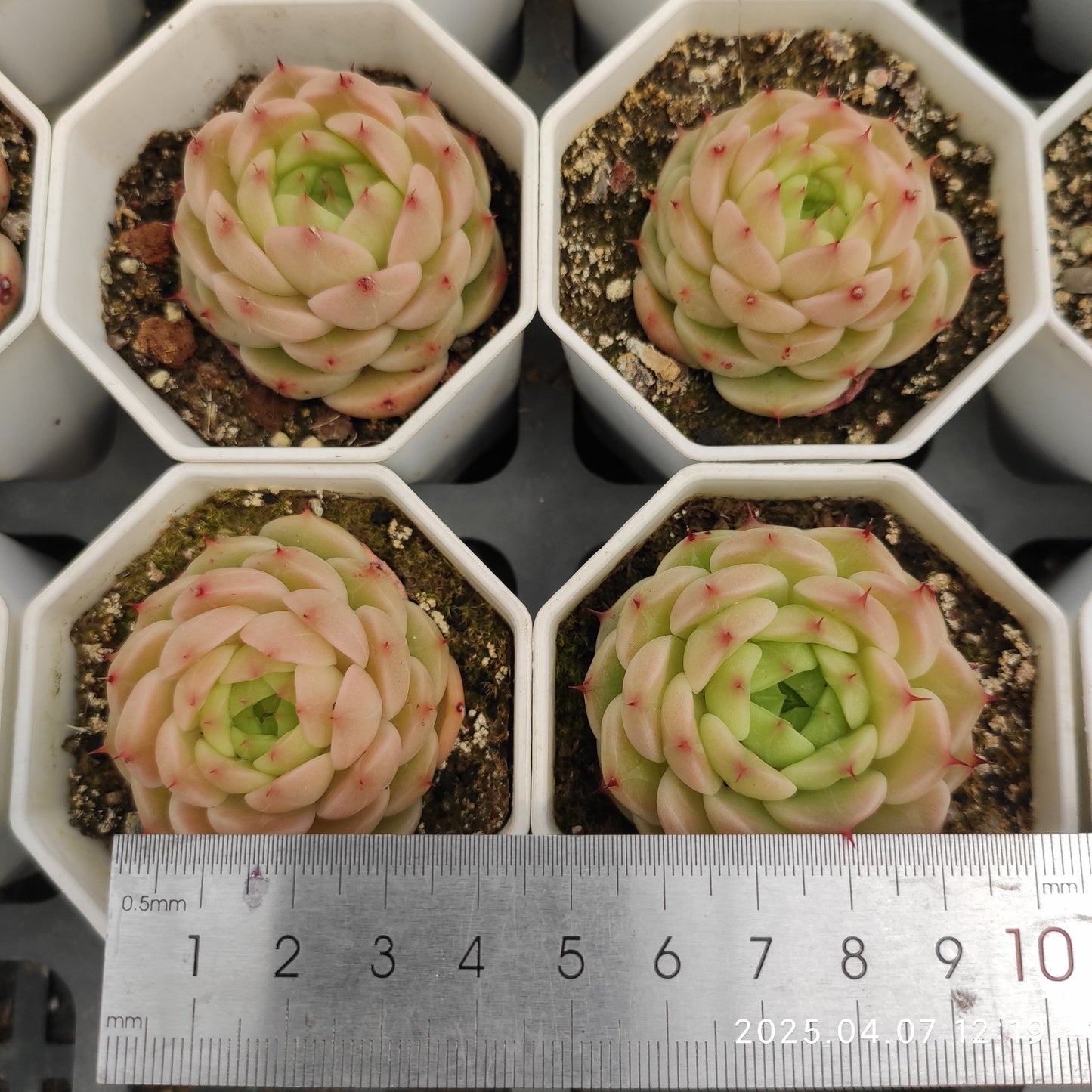 DQ069 ベンバディス x マルガン （7cm pot）
