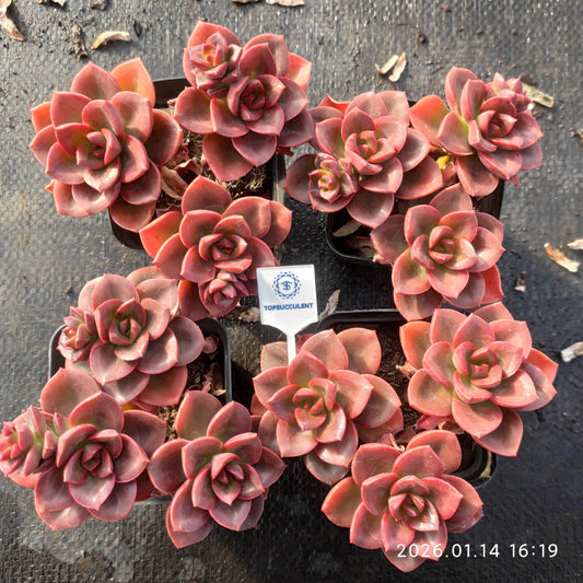 24748 チョコレート