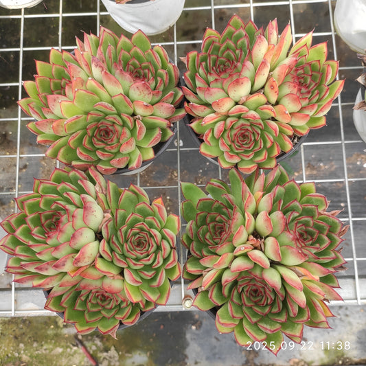ZAJ065 ファイヤーフライ（12cm pot）