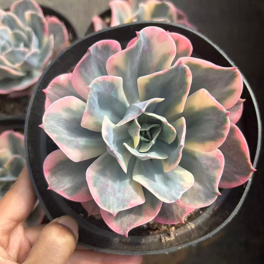 26505 インブリカータ錦