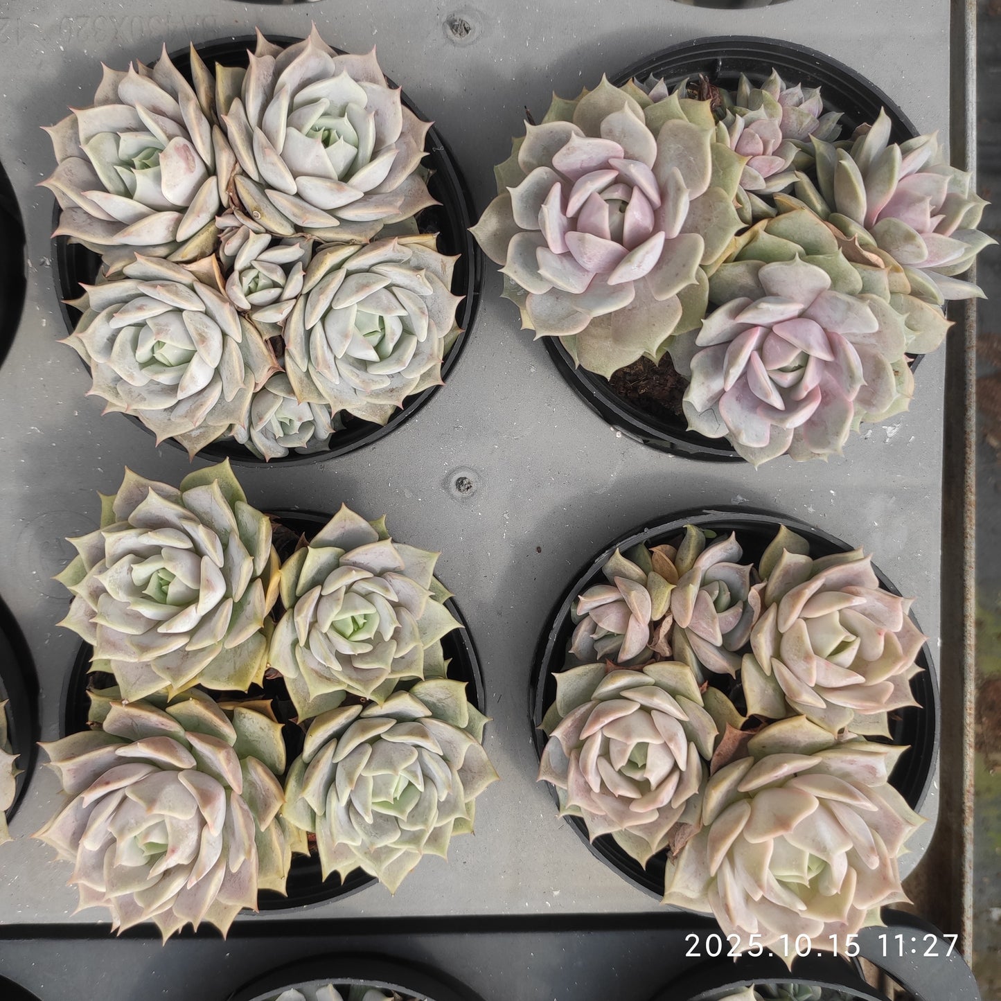 21455 ルシーナ（9cm pot）