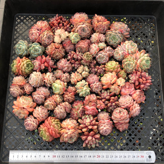 BL2121-012 ミックス苗