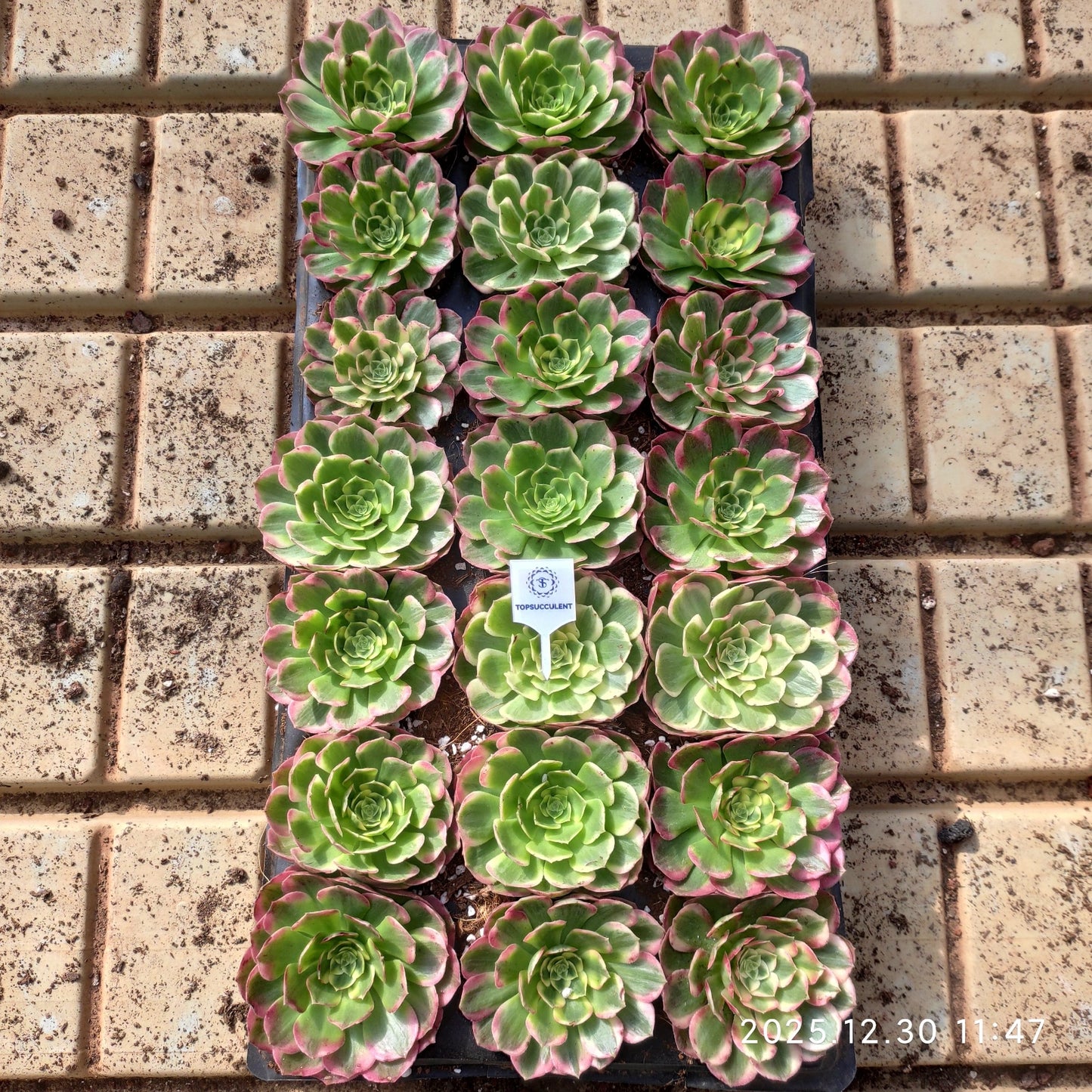 14158 アエオニウムシーキング