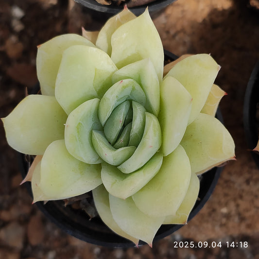 MMY187 フォーリングチェリー（5cm pot）