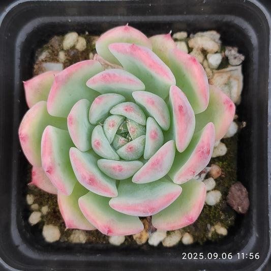 RC039 エケマリア（7cm pot）