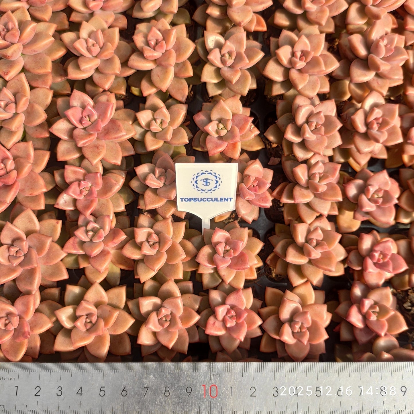 23535 ブロンズ（3cm pot）