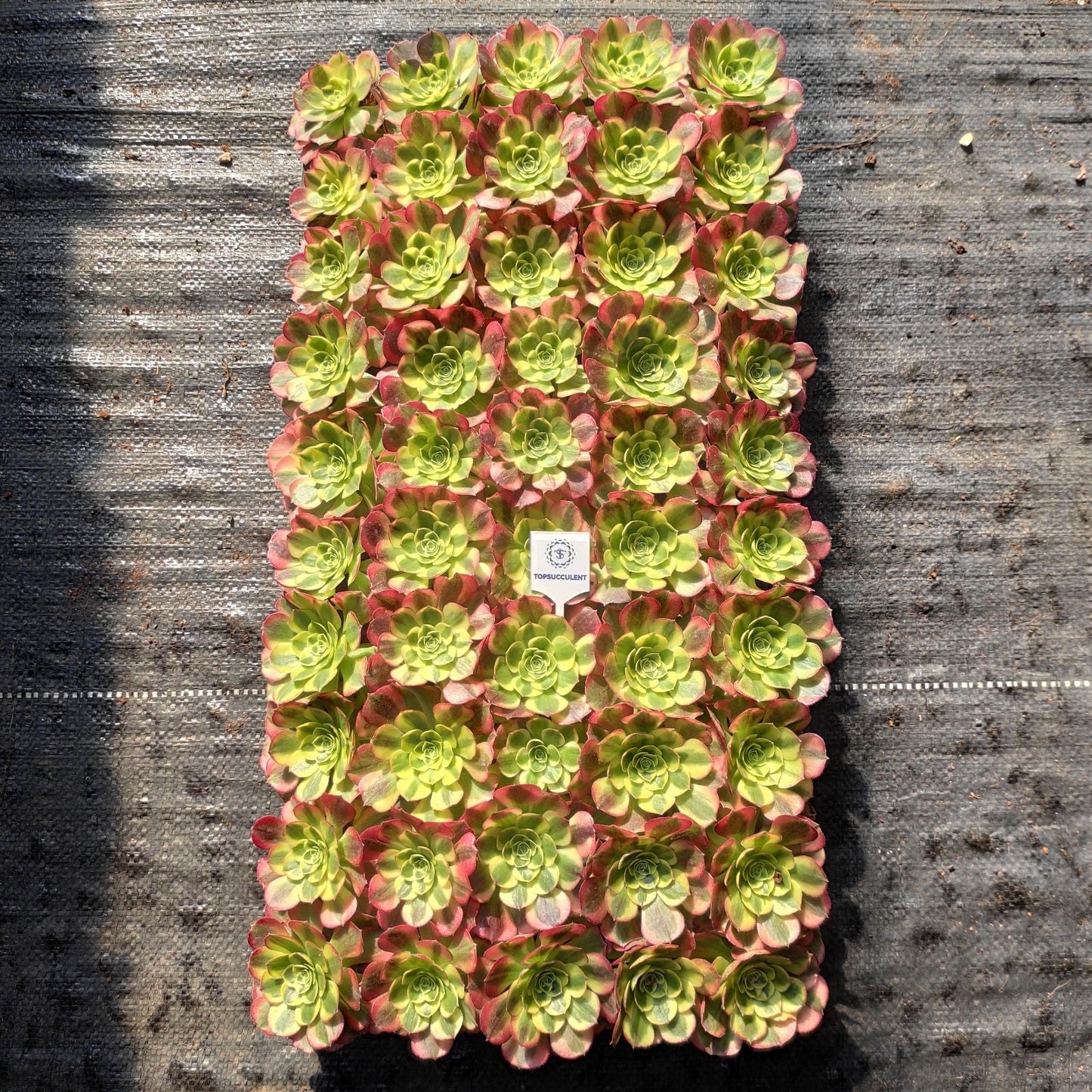 24618 アエオニウム ウォーター　ムーン