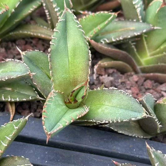 20315 アガベ　地獄火（じごくび）（5cm pot）