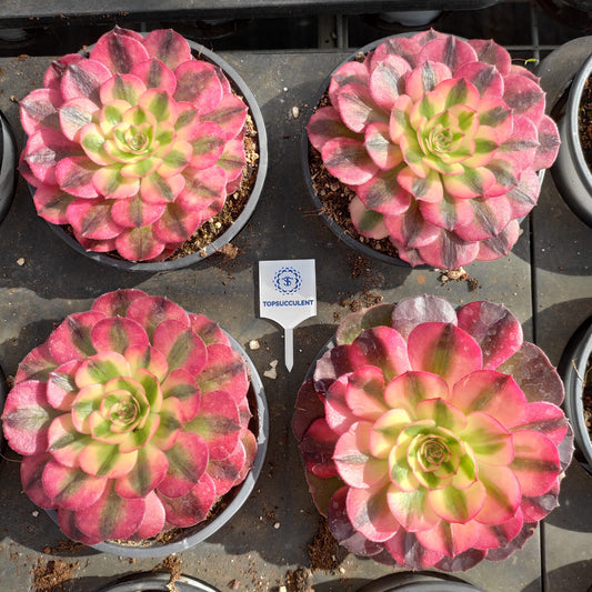 24630 シー　ゴッド