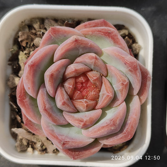 MMY1164 リップグロス（5.5cm pot）