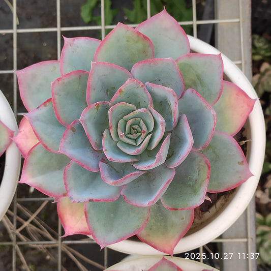 ZAJ058 ブルーライト（18cm pot）