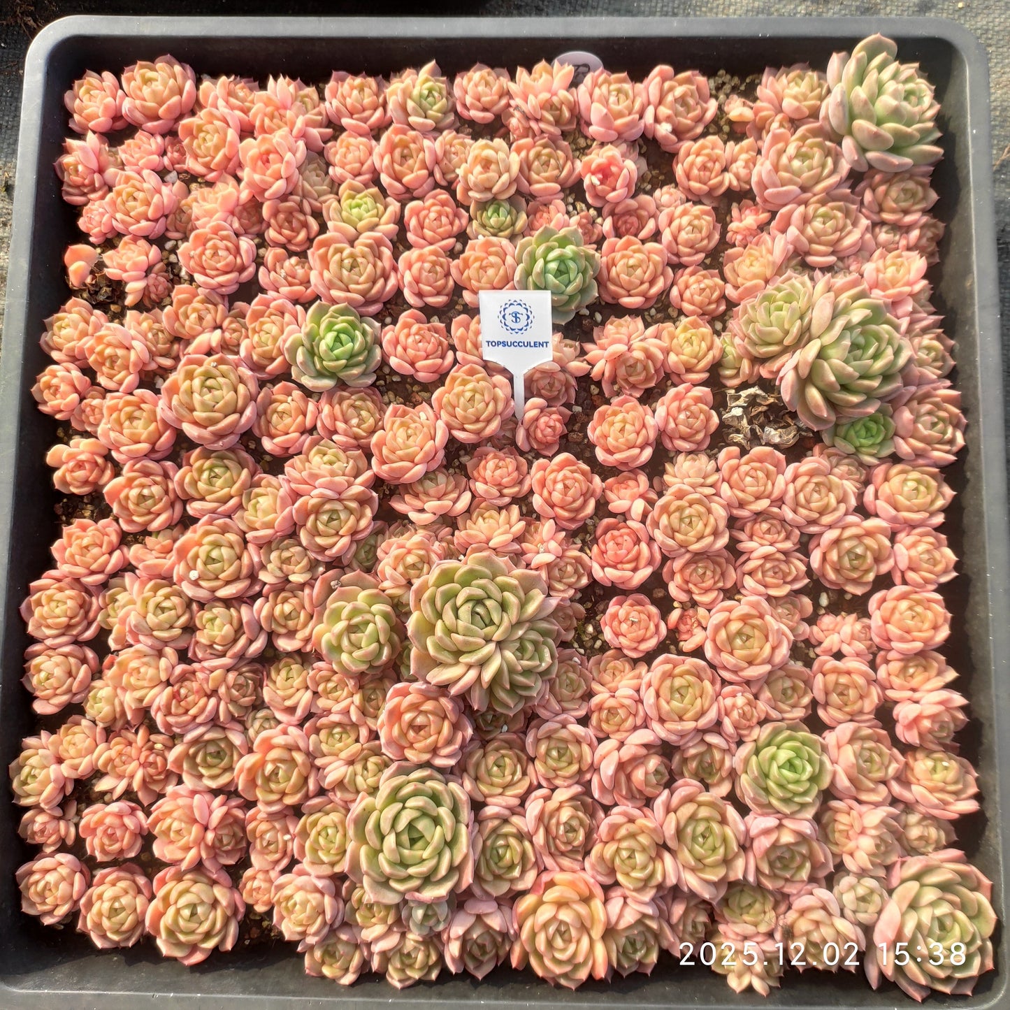 23028 シャンペーンHyb（ポット苗）