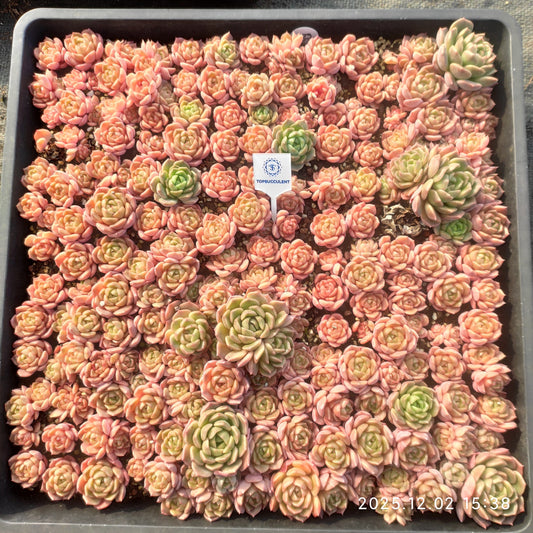 23028 シャンペーンHyb（ポット苗）