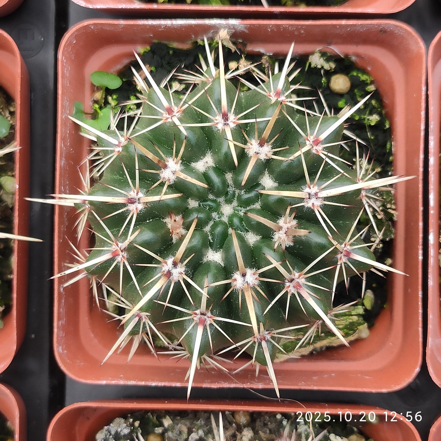 ZXX425 獅子王丸（7.5cm pot）