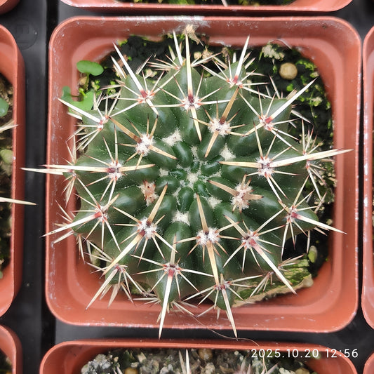 ZXX425 獅子王丸（7.5cm pot）