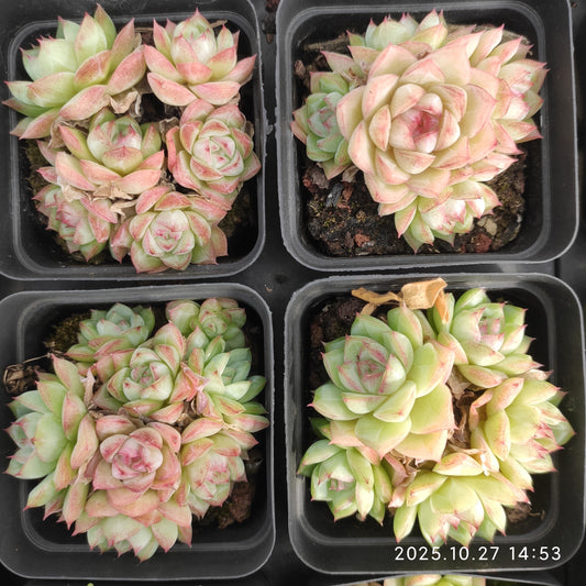 21283 クゥイサァドゥ（7cm pot）