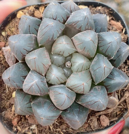 CS123 ドドソンオプツ-サ (7cm pot)