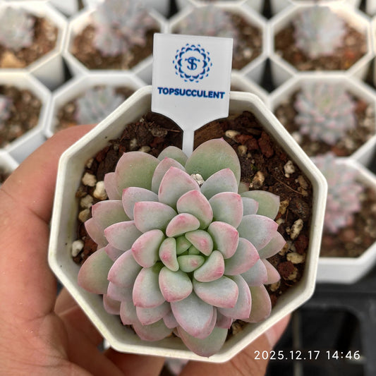 23785 アイス　クリームHyb